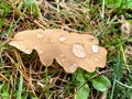 Brown leaf on the ground with raindrops Royalty Free Stock Photo