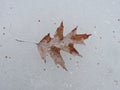 Brown leaf in ice