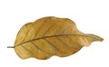 A Brown leaf isolated