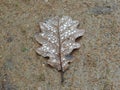 Brown leaf of a oak tree with water drops Royalty Free Stock Photo