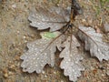 Brown leaf of a oak tree with water drops Royalty Free Stock Photo