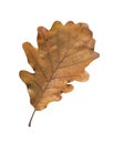 Brown leaf from park in autumn isolated on white background Royalty Free Stock Photo