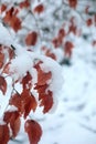 Brown leaf shaded with snow Royalty Free Stock Photo