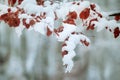 Brown leaf shaded with snow Royalty Free Stock Photo