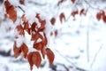 Brown leaf shaded with snow Royalty Free Stock Photo