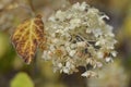 Brown leaf and a smooth Hydrangea arborescens white flowers at summer garden