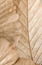Brown leaf texture Royalty Free Stock Photo