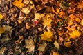 Brown leaf texture and background. Dry leaves background texture