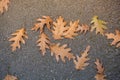 Brown leaf texture and background. Dry leaves background texture