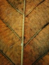 Brown leaf texture and background. Macro view of dry leaf texture. Royalty Free Stock Photo