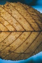 Brown leaf texture and background. Macro view of dry leaf texture. Organic and natural pattern. Abstract texture and background. Royalty Free Stock Photo