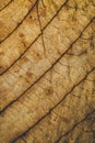 Brown leaf texture and background. Macro view of dry leaf texture. Organic and natural pattern. Abstract texture and background. Royalty Free Stock Photo