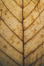 Brown leaf texture and background. Macro view of dry leaf texture. Organic and natural pattern. Abstract texture and background. Royalty Free Stock Photo