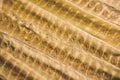 Brown leaf texture and background. Macro view of dry leaf texture. Organic and natural pattern. Royalty Free Stock Photo