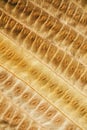 Brown leaf texture and background. Macro view of dry leaf texture. Organic and natural pattern. Royalty Free Stock Photo