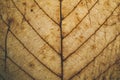 Brown leaf texture and background. Macro view of dry leaf texture. Organic and natural pattern. Abstract texture and background. Royalty Free Stock Photo