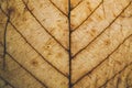 Brown leaf texture and background. Macro view of dry leaf texture. Organic and natural pattern. Abstract texture and background.