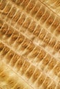 Brown leaf texture and background. Macro view of dry leaf texture. Organic and natural pattern. Royalty Free Stock Photo
