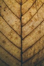 Brown leaf texture and background. Macro view of dry leaf texture. Organic and natural pattern. Abstract texture and background. Royalty Free Stock Photo
