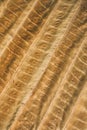 Brown leaf texture and background. Macro view of dry leaf texture. Organic and natural pattern. Royalty Free Stock Photo