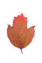Brown leaf viburnum on a white background Royalty Free Stock Photo