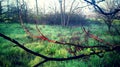 Brown leafless trees in spring, white fog in background. Fresh green grass with dew drops close up. Water drops on the fresh grass Royalty Free Stock Photo