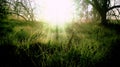 Brown leafless trees in spring, white fog in background. Fresh green grass with dew drops close up. Water drops on the fresh grass Royalty Free Stock Photo