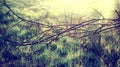 Brown leafless trees in spring, white fog in background. Fresh green grass with dew drops close up. Water drops on the fresh grass Royalty Free Stock Photo