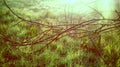 Brown leafless trees in spring, white fog in background. Fresh green grass with dew drops close up. Water drops on the fresh grass Royalty Free Stock Photo