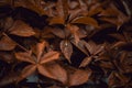 Brown leafs of Five-leaf vines Parthenocissus quinquefolia Royalty Free Stock Photo