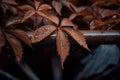 Brown leafs of Five-leaf vines Parthenocissus quinquefolia Royalty Free Stock Photo