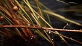 Photorealistic Macro Of Water-immersed Needle Branch