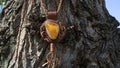 Brown leather amulet with yellow Baltic amber hangs on an old cracked tree. Slavic culture.