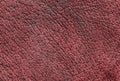 Brown leather texture with pores Royalty Free Stock Photo