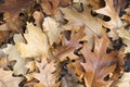 Brown leaves background