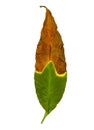 Brown leaves caused by under watering, sunburn or overwatering Royalty Free Stock Photo