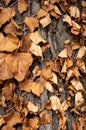 Brown leaves on a trunk Royalty Free Stock Photo