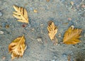 Brown leaves fall on the ground Royalty Free Stock Photo