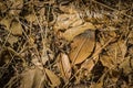 Brown Leaves on Forest Floor Royalty Free Stock Photo