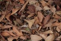 Brown Leaves on the ground