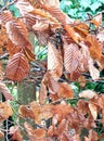 Brown leaves hand about and have a bronzy look