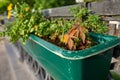 Brown palmate-lobed leaves of Ipomoea batatas in green street flowerpot