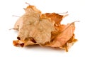 Brown Leaves isolated on a white background