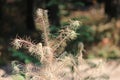 Brown leaves and needles in the summer due to dryness in the Netherlands on the veluwe.