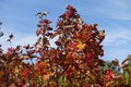 Brown leaves and red berries of Sorbus aria against blue sky