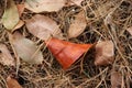 Brown leaves and spar needles on the ground during the summer due to the dryness in the Netherlands in 2018