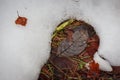 Brown leaves between thawing snow with texture on warming ground