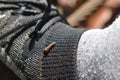 A leech on a shoe at a hiking trip in Khao Sok National Park in Thailand, Asia