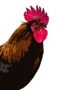 Brown Leghorn rooster portrait Royalty Free Stock Photo