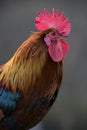 Brown Leghorn rooster portrait Royalty Free Stock Photo